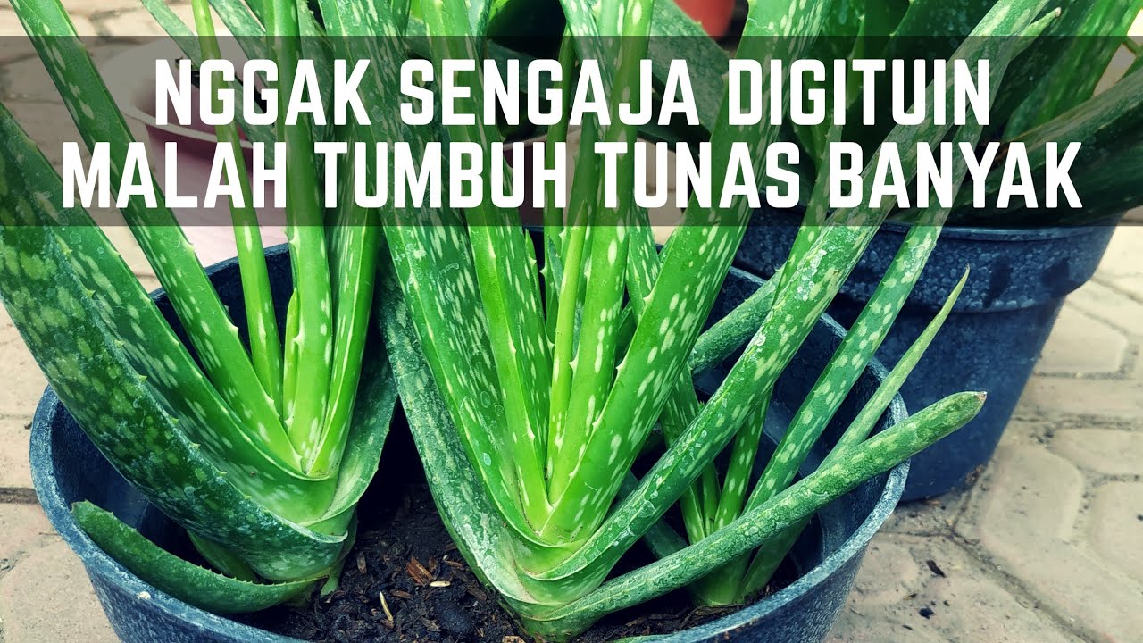 Cara Menanam Lidah Buaya di Pot Agar tumbuh Subur Besar dan Banyak Anak