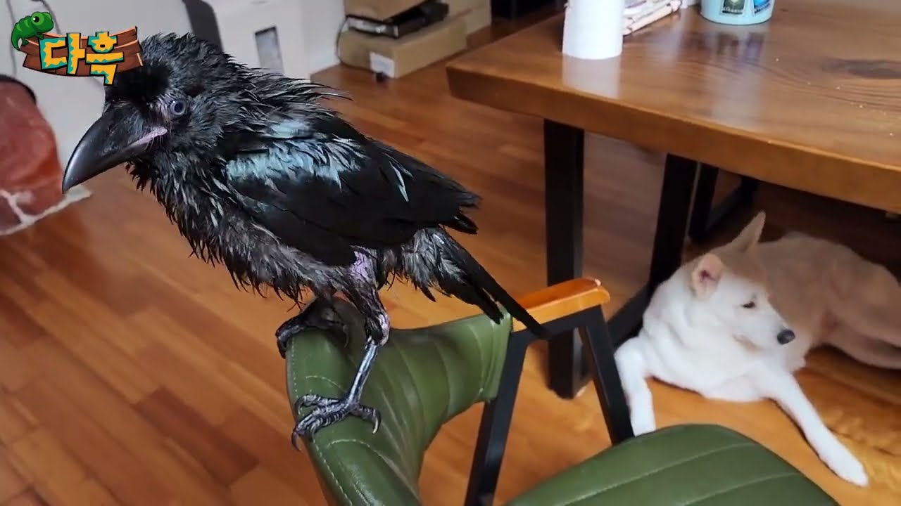3마리 견주가 야생까마귀를 주워왔는데 이게 가능한건가요...??? 적응력 미쳤네요  ㄷㄷ