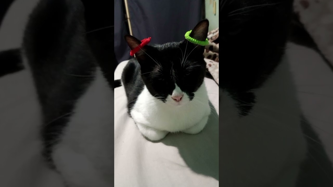 ¿Quién Te Peino? #reels #gatos #viralvideo #cat #love #pets #catlover #shorts #windy #humor #retoños