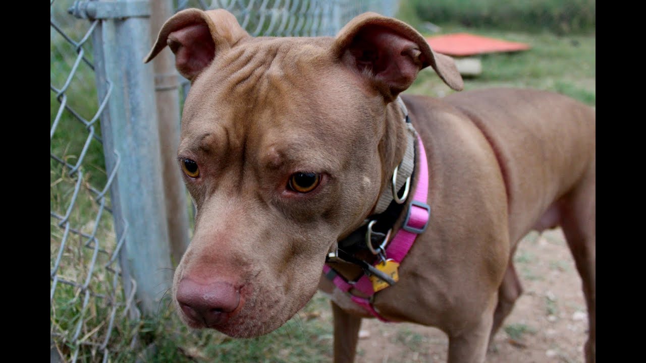 petco hours Princess - ADOPTED!