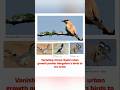 Vanishing chirps: Rapid urban growth pushes Bengaluru’s birds to the brink #vvkias #karnataka