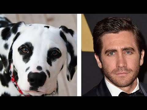 Jake Gyllenhaal Hailed A Hero After Rushing Into NYC Traffic To Save A Stranded Dog
