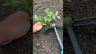 #My Gardening Journey#My Little Vegetable Garden#Potatoes#Xiaoqians Gardening Diary