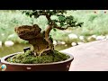 🌿🌳BONSAI MAGIC TREE. LIVING BONSAI MASTERPIECES 🌳🌿