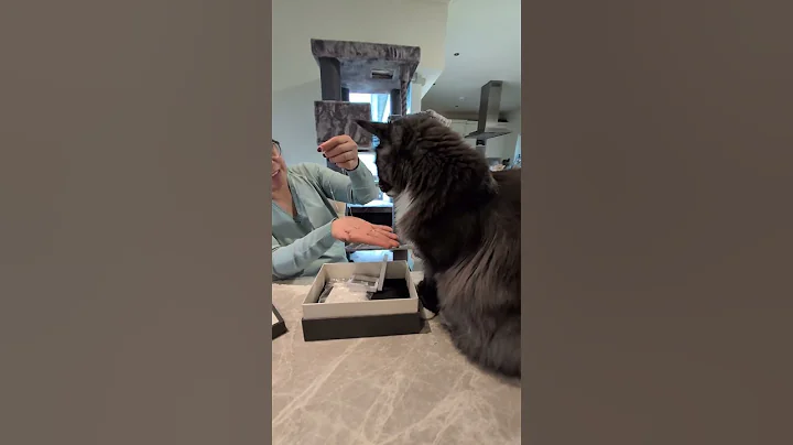 Video 9701861: mainecooncat mainecoons cat, mainecoon cats pets catlover, mainecoon kitten catlover cats, mainecoon kitten meow cat