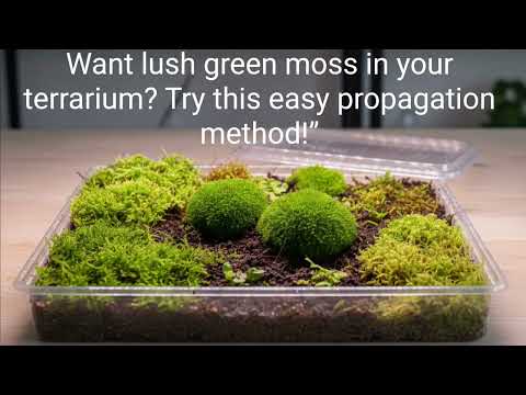 Grow Moss Fast! 🌿 Easy Terrarium Moss Propagation at Home