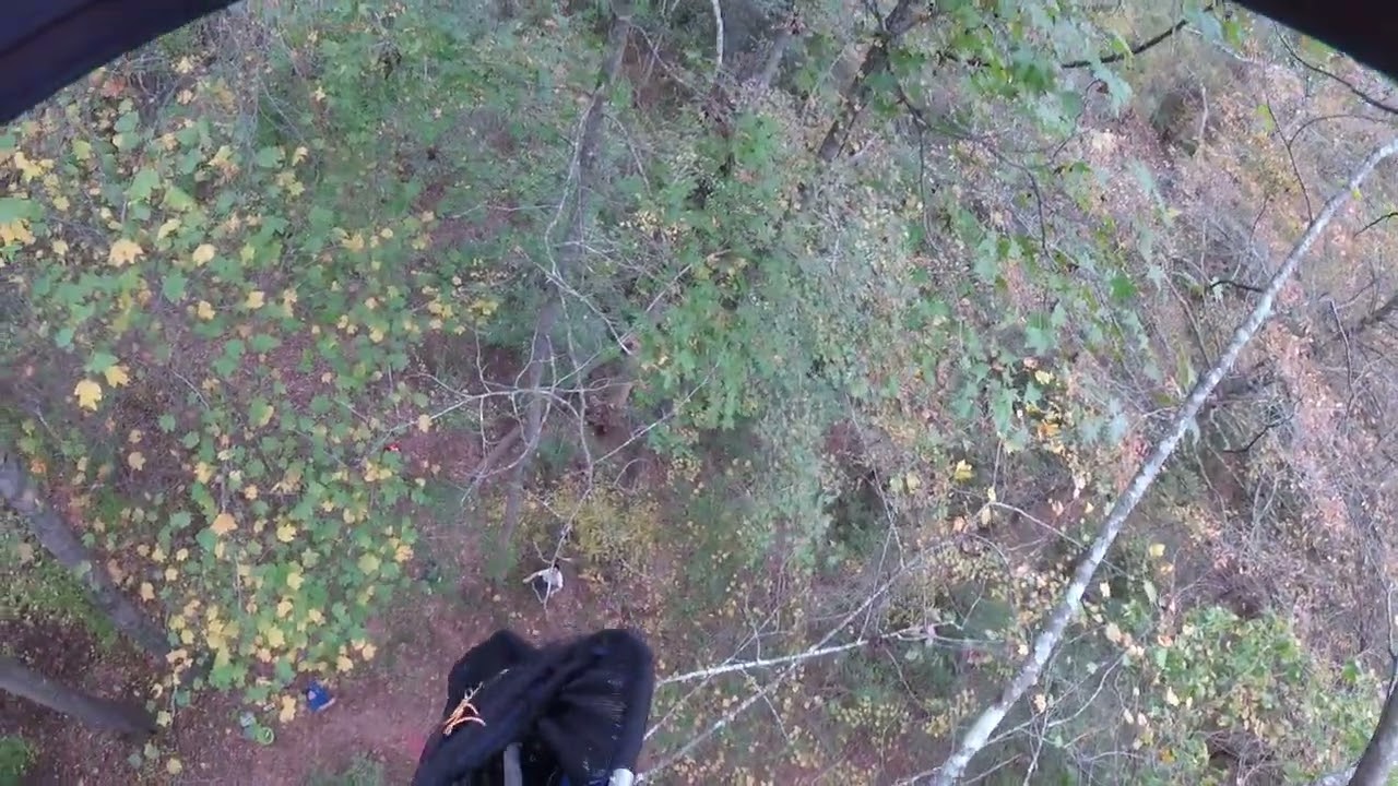Cat Rescue 1200+ Maverick 70 feet , 3days, Out on a  Limb