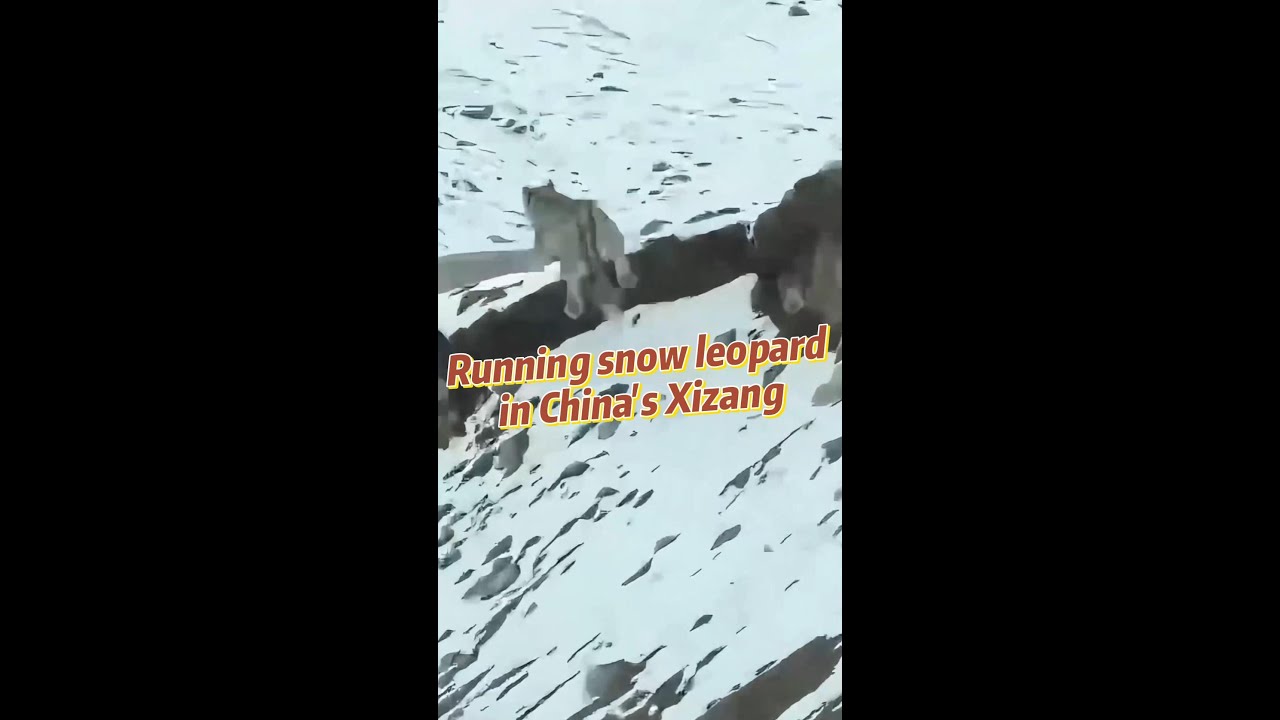 Running snow leopard captured on camera in China's Xizang