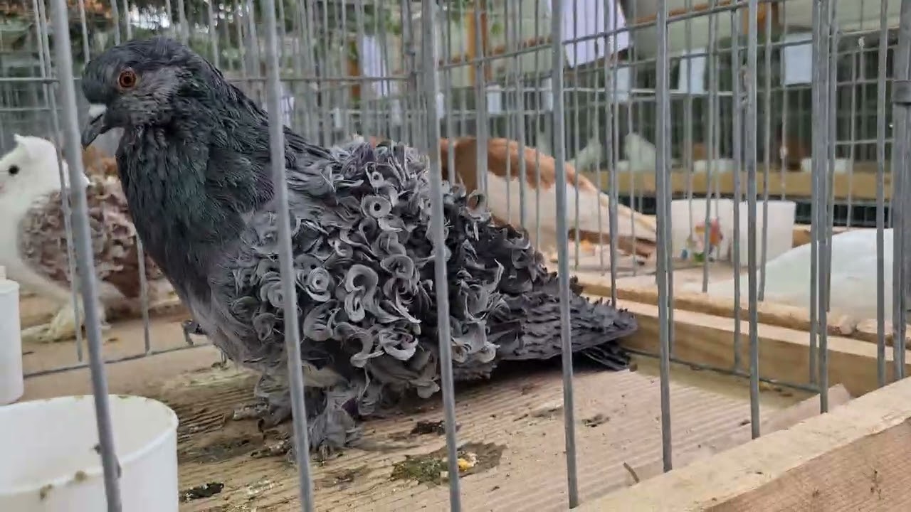 Viața la țară - Ce campioni am luat la Porumbei la expoziția de la Râșnov 2026?