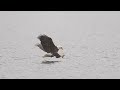 Bald eagle on foggy morning sony a1sony alpha 1 4k