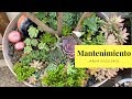 👩🏼‍🌾 Update y Mantenimiento de mi Jardincito Suculento