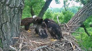 Decorah Eagles 5-28-18 Morning fish, steal, mantle