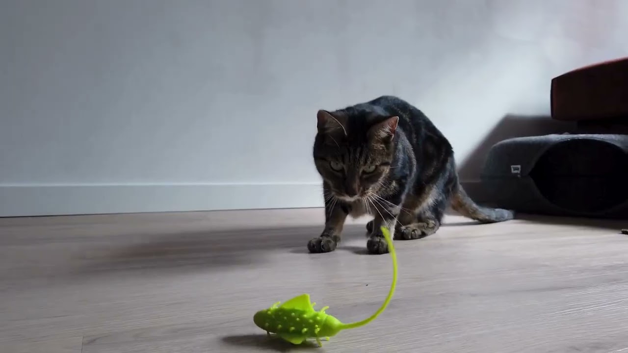 EBI buzzing bug electronic cat toy