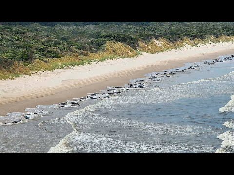 Cerca de 500 baleias-piloto encalham numa semana em praias da Nova Zelândia