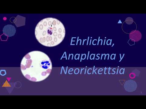 Video: Hepatozoon Canis (Adeleorina: Hepatozoidae) Un Anaplasma Spp. (Rickettsiales: Anaplasmataceae) Melnbaltajos šakāļos (Canis Mesomelas) Dienvidāfrikā