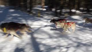 Chapman Dam State Park WinterFest Dog Sled Races, Sunday, February 6th, 2022