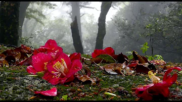 Dove posizionare la camelia in giardino?