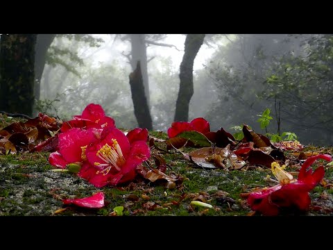 Video: Camellia Jepun