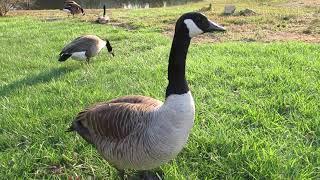 Geese eating close up 2