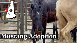 FIRST LOOK  WALKING THROUGH THE MUSTANG PENS!☔