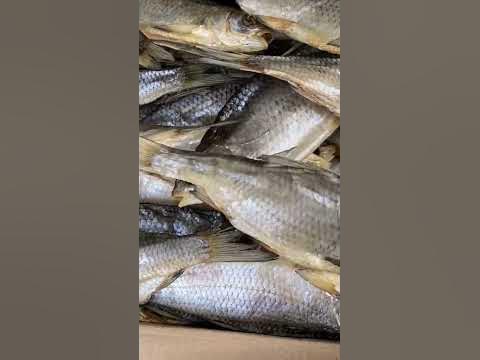 Вобля - YouTube