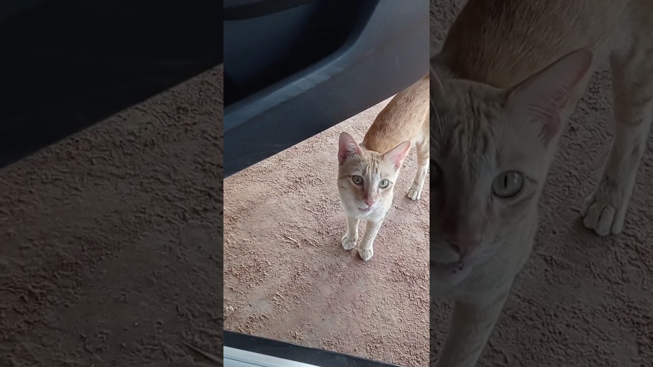 [cat] มีเด็กมารับ