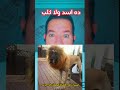ده اسد ولا كلب يخربيتك