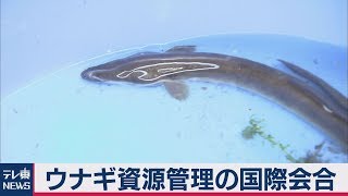 ウナギ資源管理の国際会合始まる
