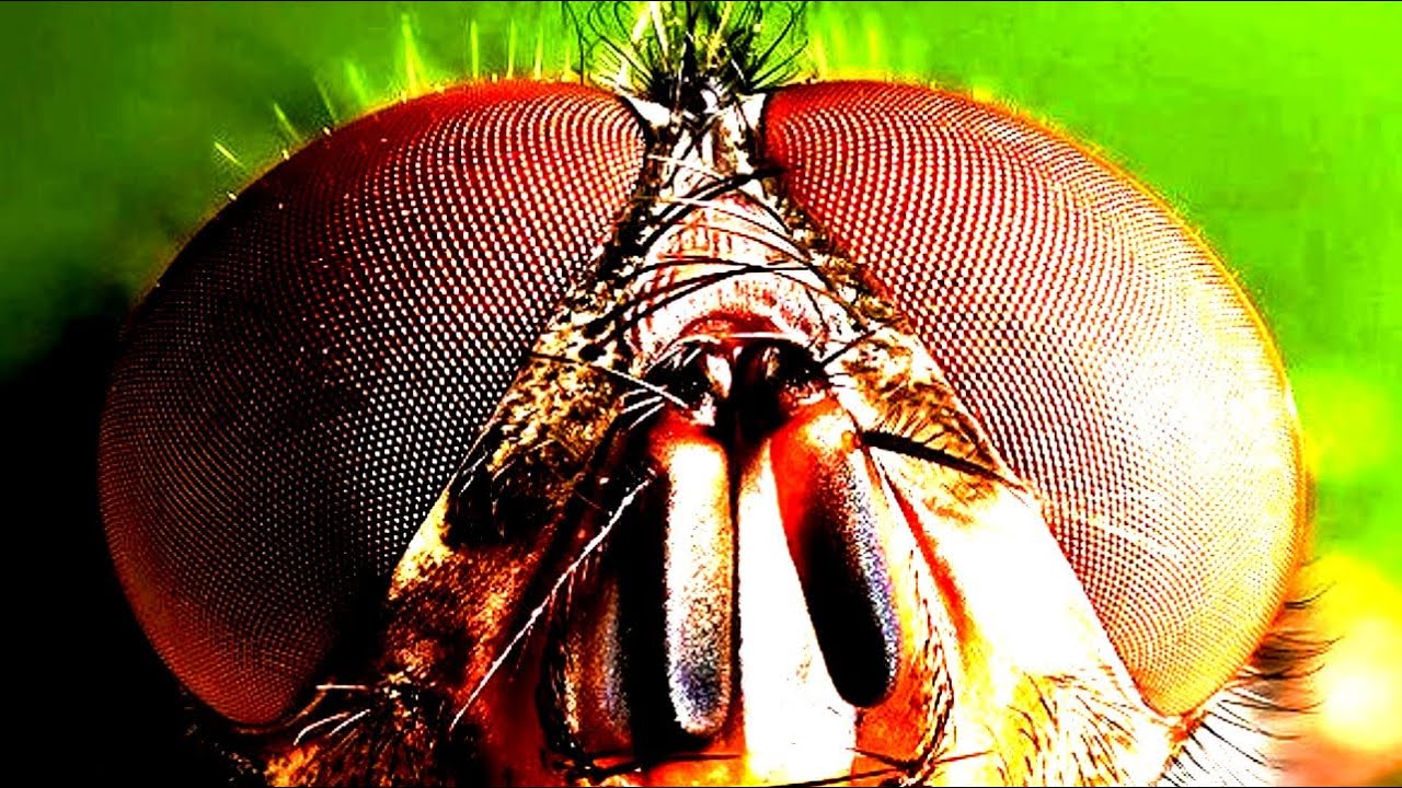 Jak widzą zwierzęta? - Nauka. To lubię.