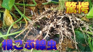 根こぶ線虫って何？どうやって対応するの？／What is a root lump nematode ?／きゅうり農家／きゅうり栽培／愉快なshata農園