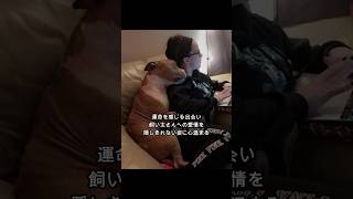 殺処分寸前に救出された犬 #動物  #犬  #dog  #感動