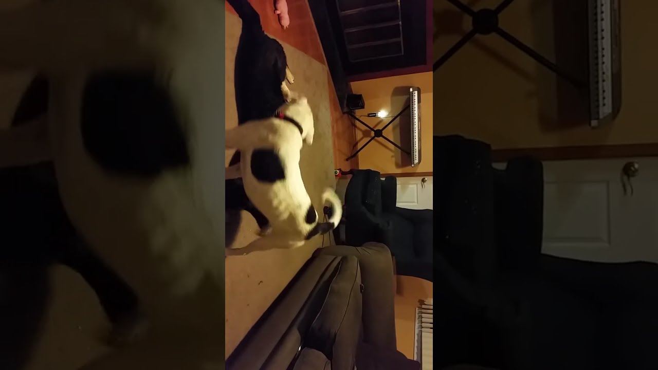 camera iphone 8 plus apk German Shepherd playing with bulldog
