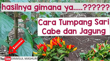 Cabe Rawit  Tumpang Sari  Dengan Jagung