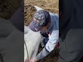 ビニールハウスがないので、路地の二重張りで防ごうと考えました。#shorts #多肉植物