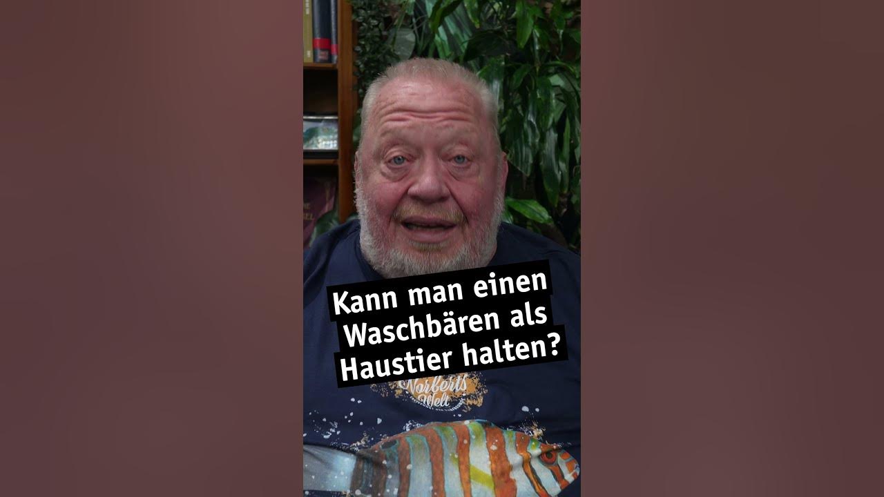 Kann man einen Waschbären als Haustier halten? Zoo Zajac shorts YouTube