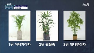 COOLKKADANG 미세먼지 OUT! 공기 정화에 탁월한 인기 식물 3가지 추천! #반려 식물 190320 EP.303