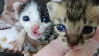 Caught A Man Stuffing a Box of Three Newborn Kittens In It. Episode2 lLily Ivo