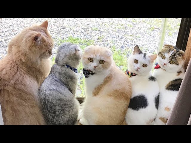 「猫かわいい」 すごくかわいい子猫 - 最も面白い猫の映画2017 128