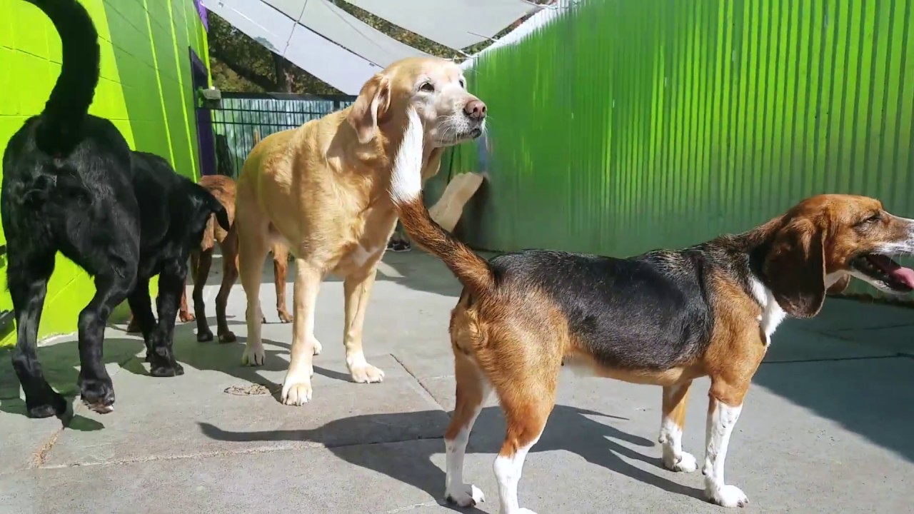 Dog Boarding Asheville NC 8284070776 YouTube