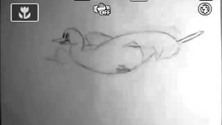 Flying Bird Crash Line Test