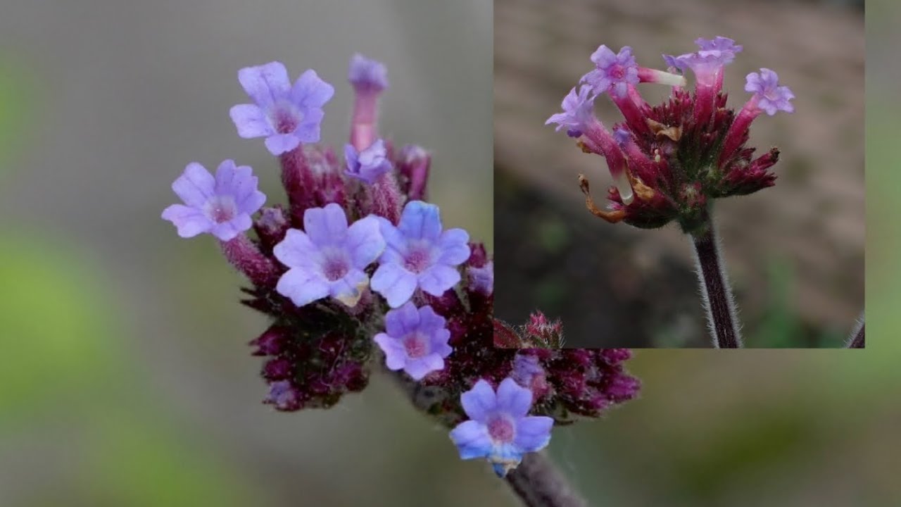 Fremmedarter fra jernurtfamilien 😀 (Botanikkserie på norsk)