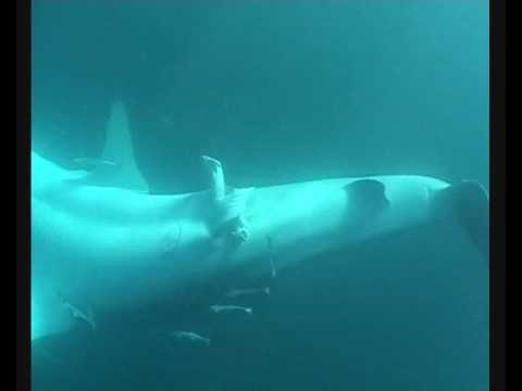 Whale Shark Penis 113