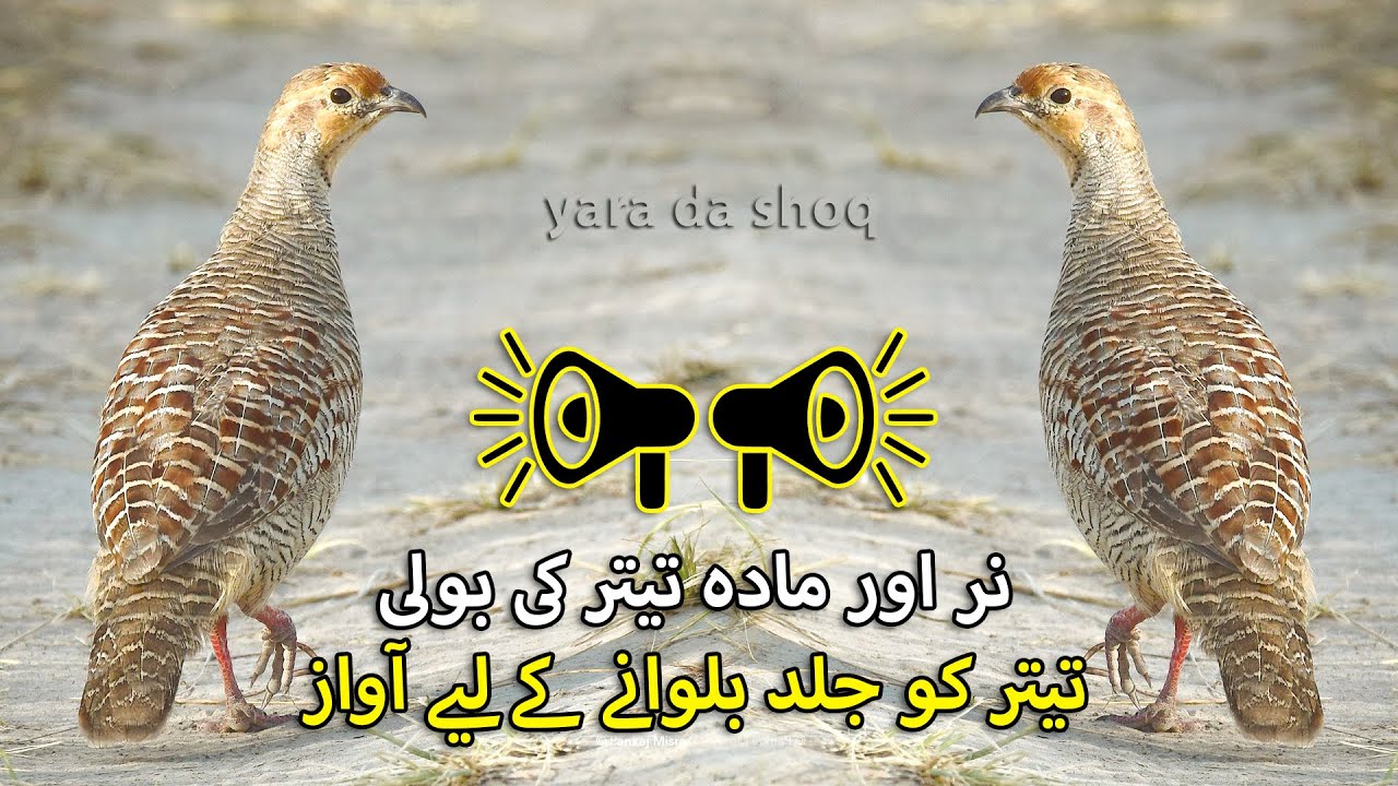 Female Grey Francolin Sound | Male Female Hunting Sound | Partridge Voice | Teetar Shikar ki Awaz