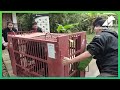 Two beautiful bears move to Animals Asia’s Vietnam sanctuary