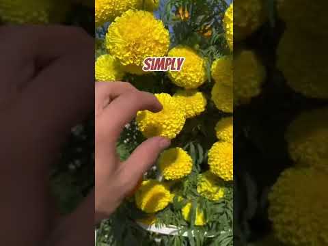 Video: Edible Marigolds: Information About Signet Marigold Plants