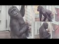 どんな感触？飼育員さんだけが知ってる子ゴリラの触り心地♪⭐️ A zookeeper checks the feel of a gorilla&#39;s belly and butt.
