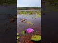 #Shorts , Lotus  Wayanad