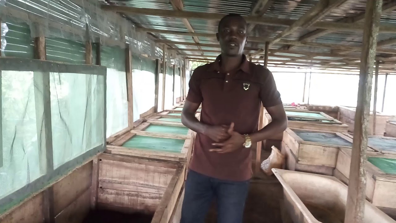 Wooden snail pens on temporary land in Ondo State