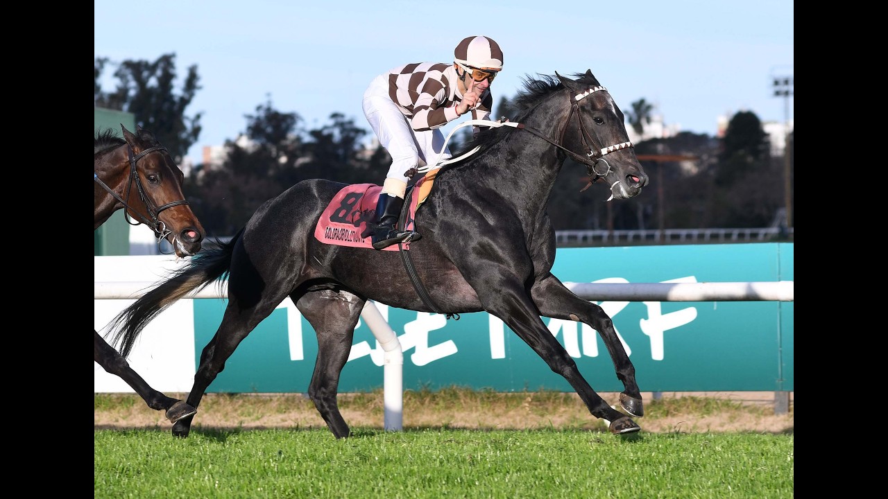 Gran Premio 2000 Guineas (G1) 2026 - Colorado del Monte (Strategos)
