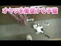 ライスがアラシをストーカーし続けた結果w
